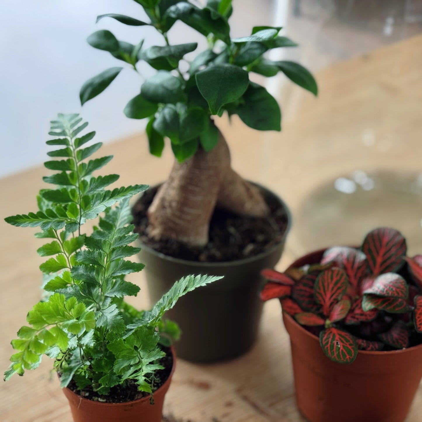 Flaschengarten DIY Set No86 - Ficus microcarpa 'Ginseng' x Rumohra adiantiformis 'Variegata' x Fittonia 'Forest Flame'