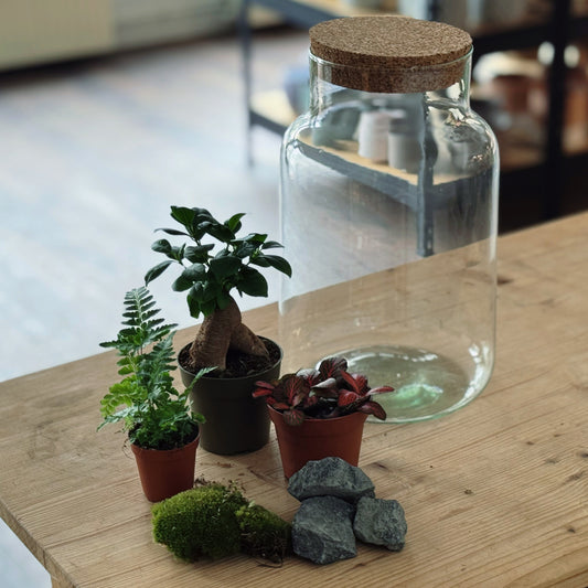 Flaschengarten DIY Set No86 - Ficus microcarpa 'Ginseng' x Rumohra adiantiformis 'Variegata' x Fittonia 'Forest Flame'