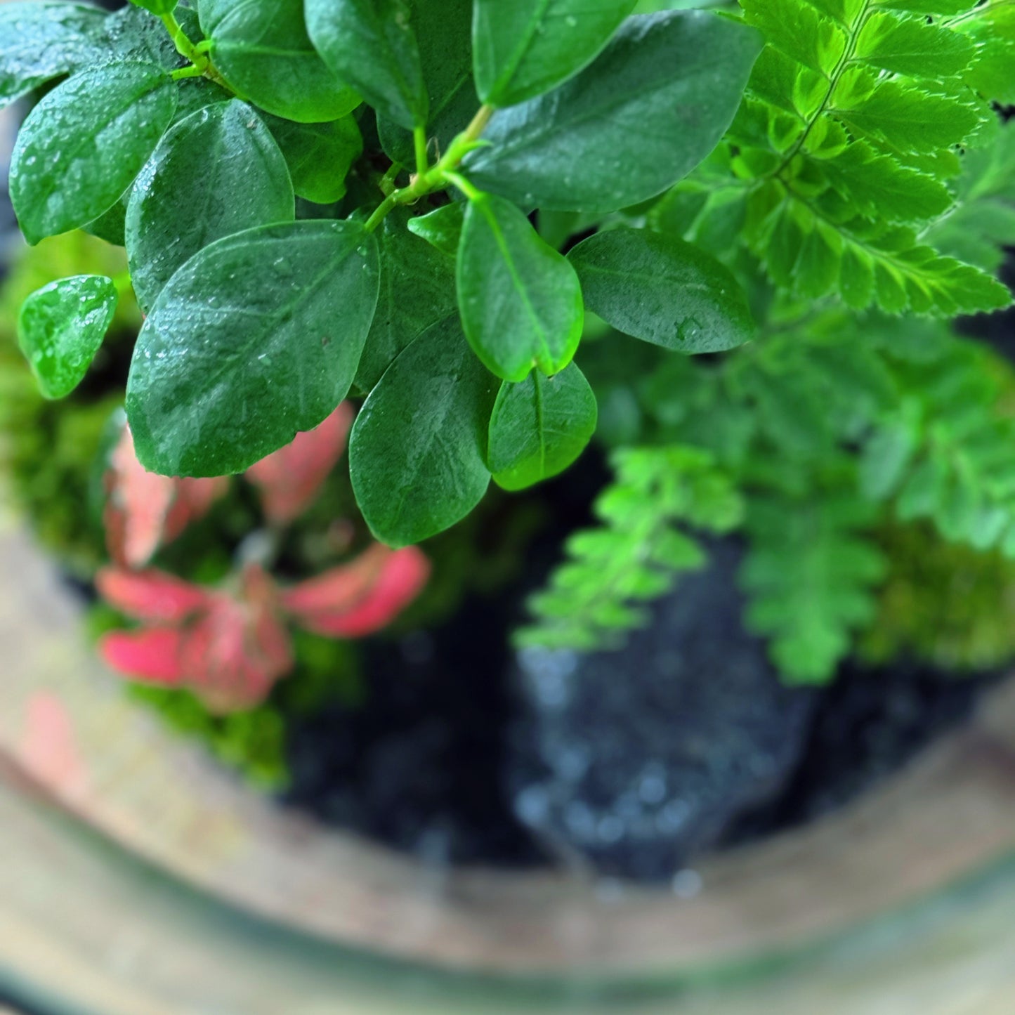 Flaschengarten DIY Set No86 - Ficus microcarpa 'Ginseng' x Rumohra adiantiformis 'Variegata' x Fittonia 'Forest Flame'