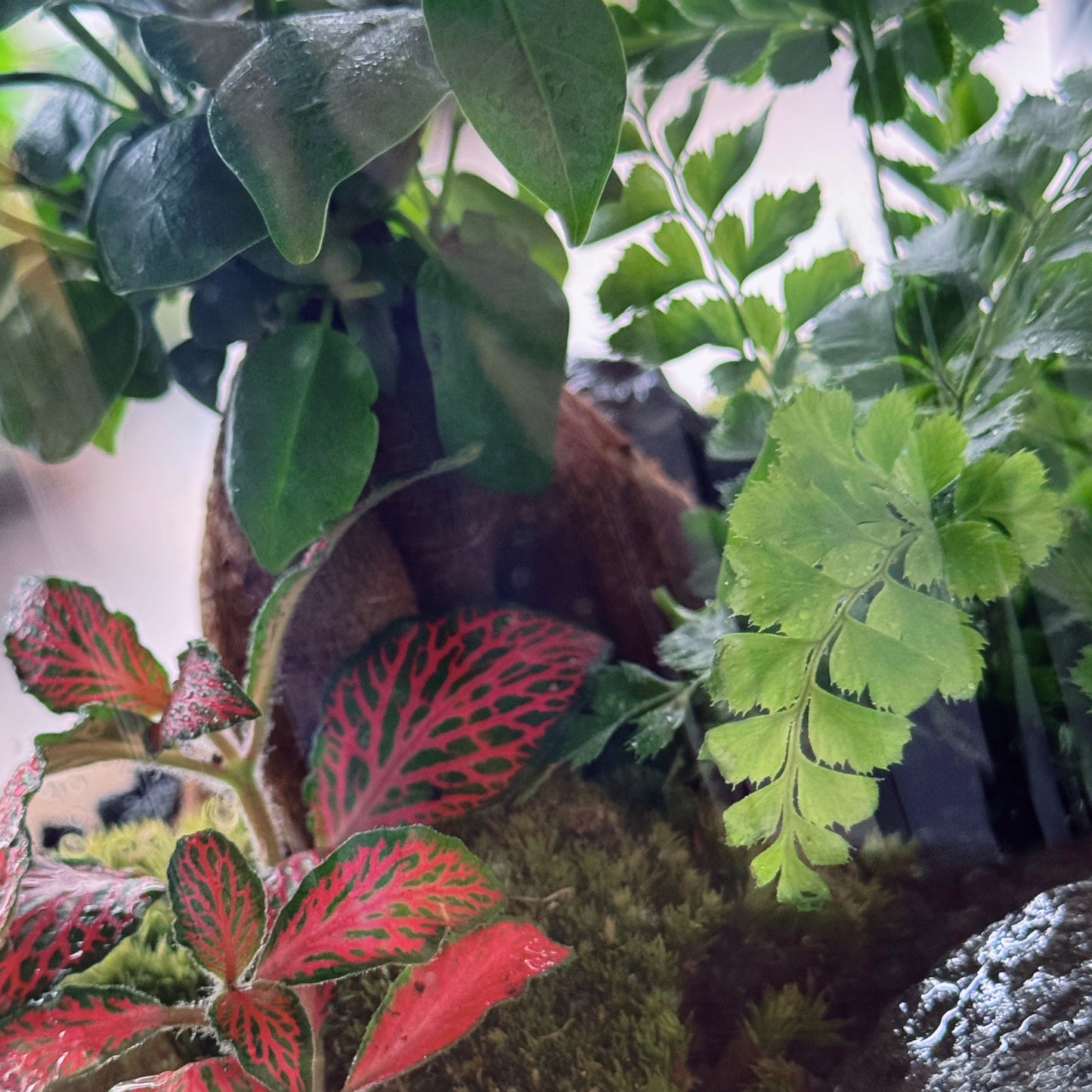 Flaschengarten DIY Set No86 - Ficus microcarpa 'Ginseng' x Rumohra adiantiformis 'Variegata' x Fittonia 'Forest Flame'