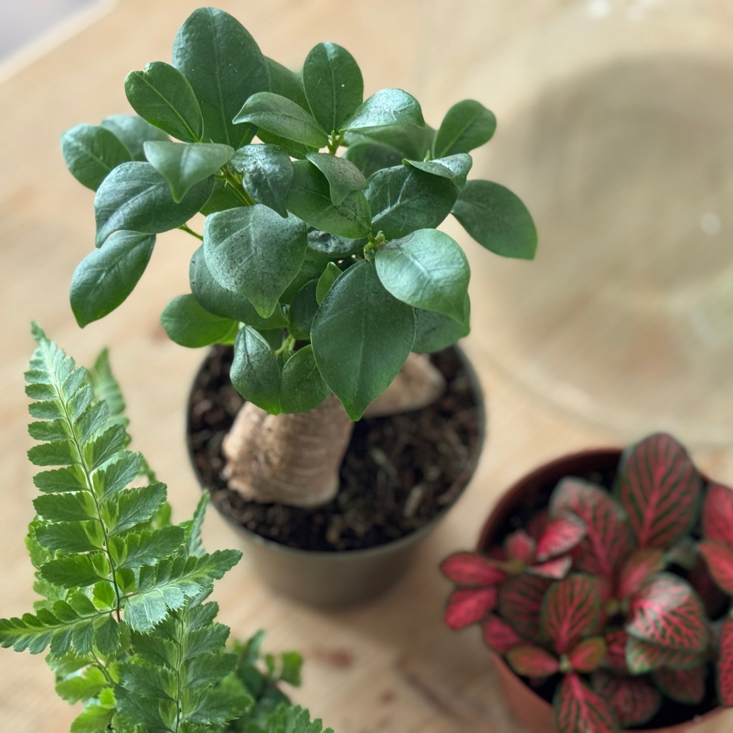 Flaschengarten DIY Set No86 - Ficus microcarpa 'Ginseng' x Rumohra adiantiformis 'Variegata' x Fittonia 'Forest Flame'