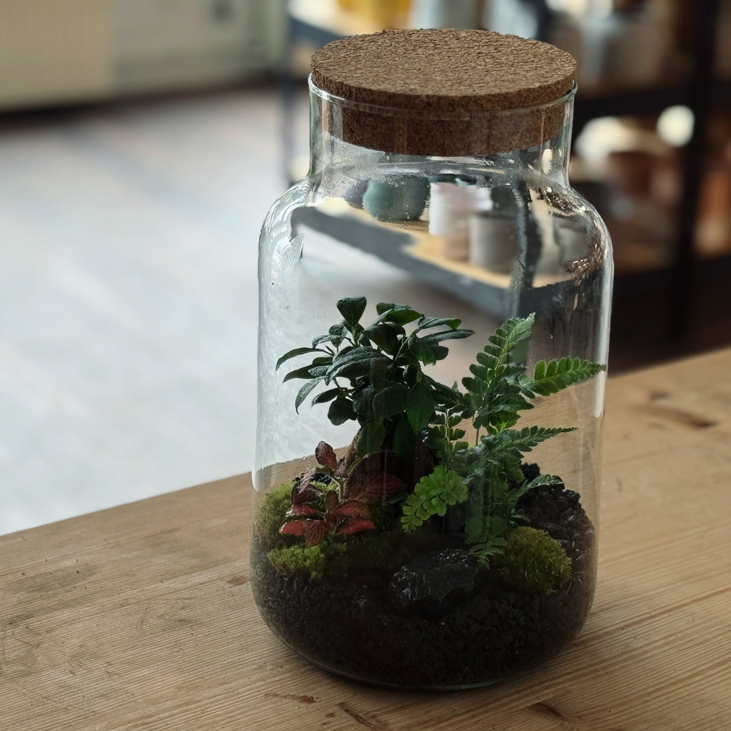 Flaschengarten DIY Set No86 - Ficus microcarpa 'Ginseng' x Rumohra adiantiformis 'Variegata' x Fittonia 'Forest Flame'