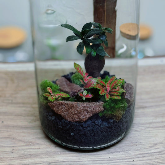 Flaschengarten DIY Set No87 Ficus microcarpa 'Ginseng' x  Fittonia 'Mosaic Skeleton'