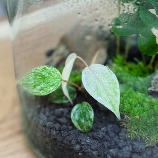 Flaschengarten DIY Set No88 Rarität -   Philodendron micans 'Marble Variegata' x Coffea arabica