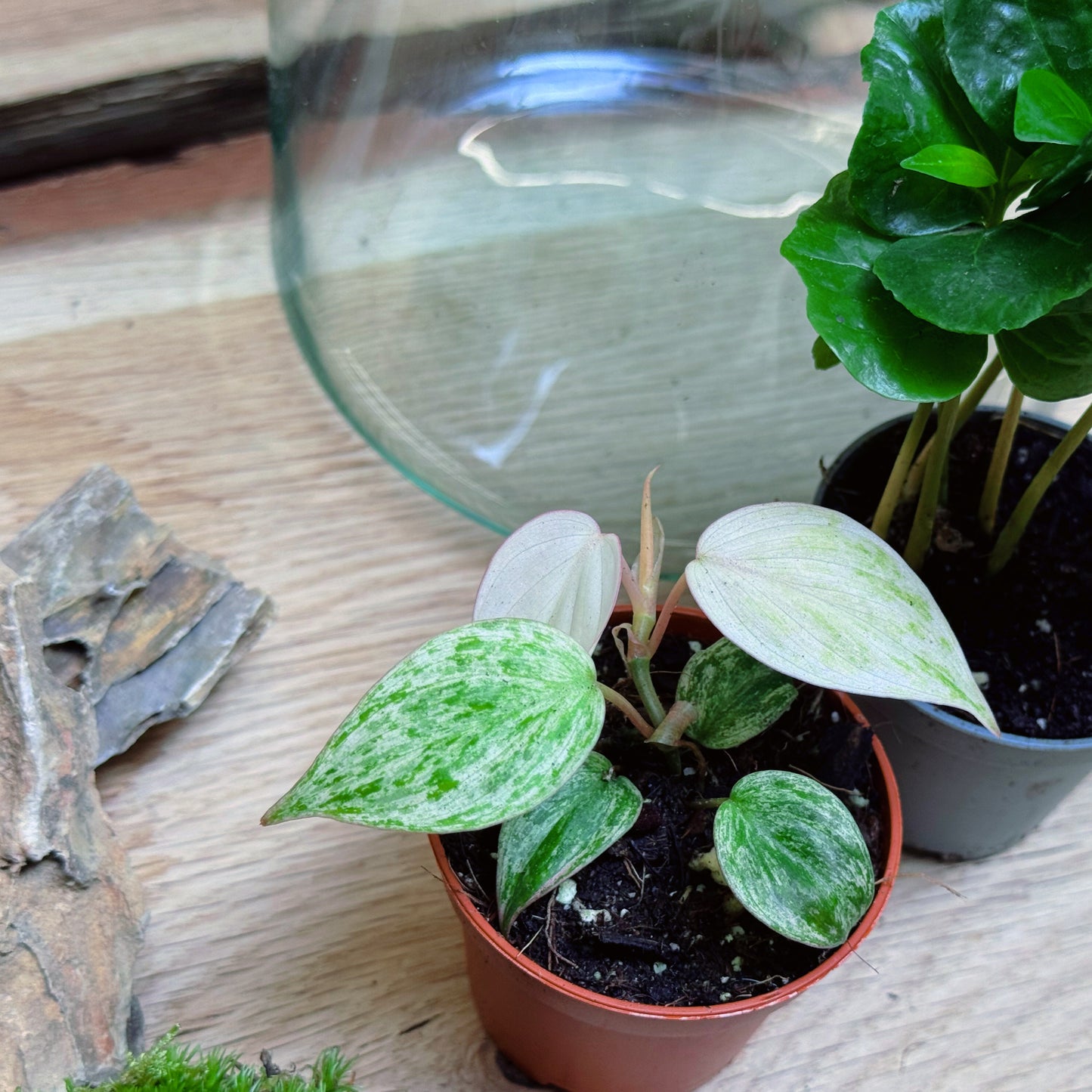 Flaschengarten DIY Set No88 Rarität -   Philodendron micans 'Marble Variegata' x Coffea arabica