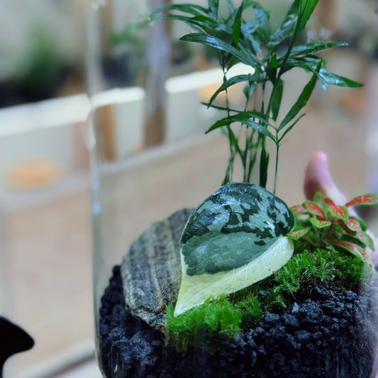 Flaschengarten DIY Set No89 Rarität -   Scindapsus 'Mayari Variegata' x Chamaedorea elegans