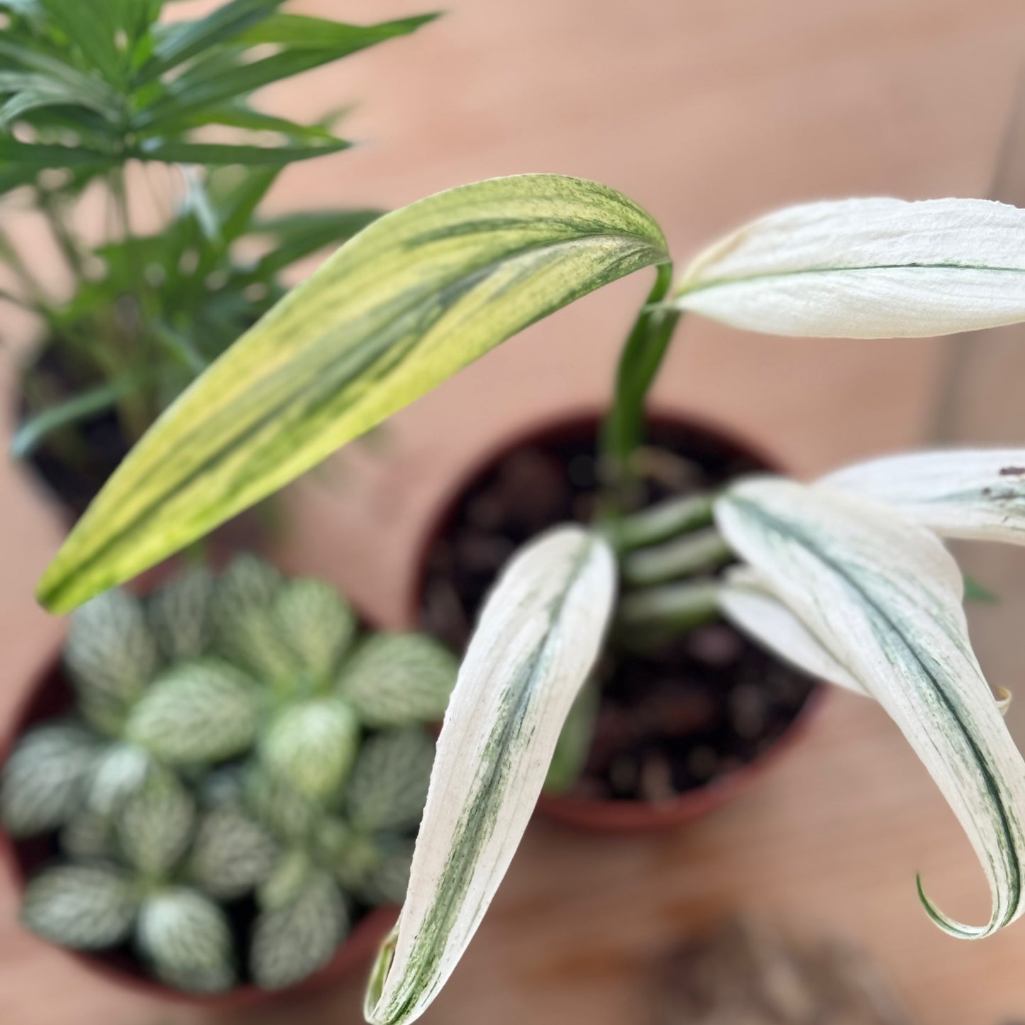 Flaschengarten DIY Set No90 Rarität -   Epipremnum amplissimum 'Albo Variegata' x Chamaedorea elegans x Fittonia 'Bianco Verde'
