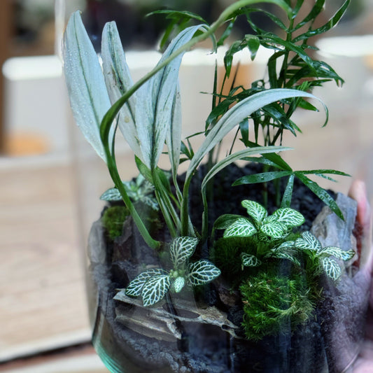 Flaschengarten DIY Set No90 Rarität -   Epipremnum amplissimum 'Albo Variegata' x Chamaedorea elegans x Fittonia 'Bianco Verde'