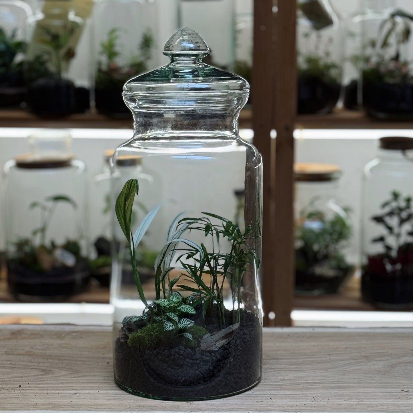 Flaschengarten DIY Set No90 Rarität -   Epipremnum amplissimum 'Albo Variegata' x Chamaedorea elegans x Fittonia 'Bianco Verde'