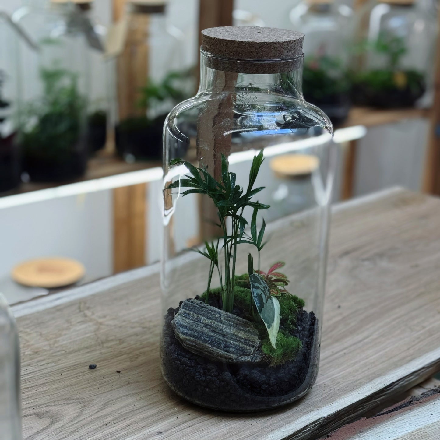 Flaschengarten DIY Set No90 Rarität -   Epipremnum amplissimum 'Albo Variegata' x Chamaedorea elegans x Fittonia 'Bianco Verde'