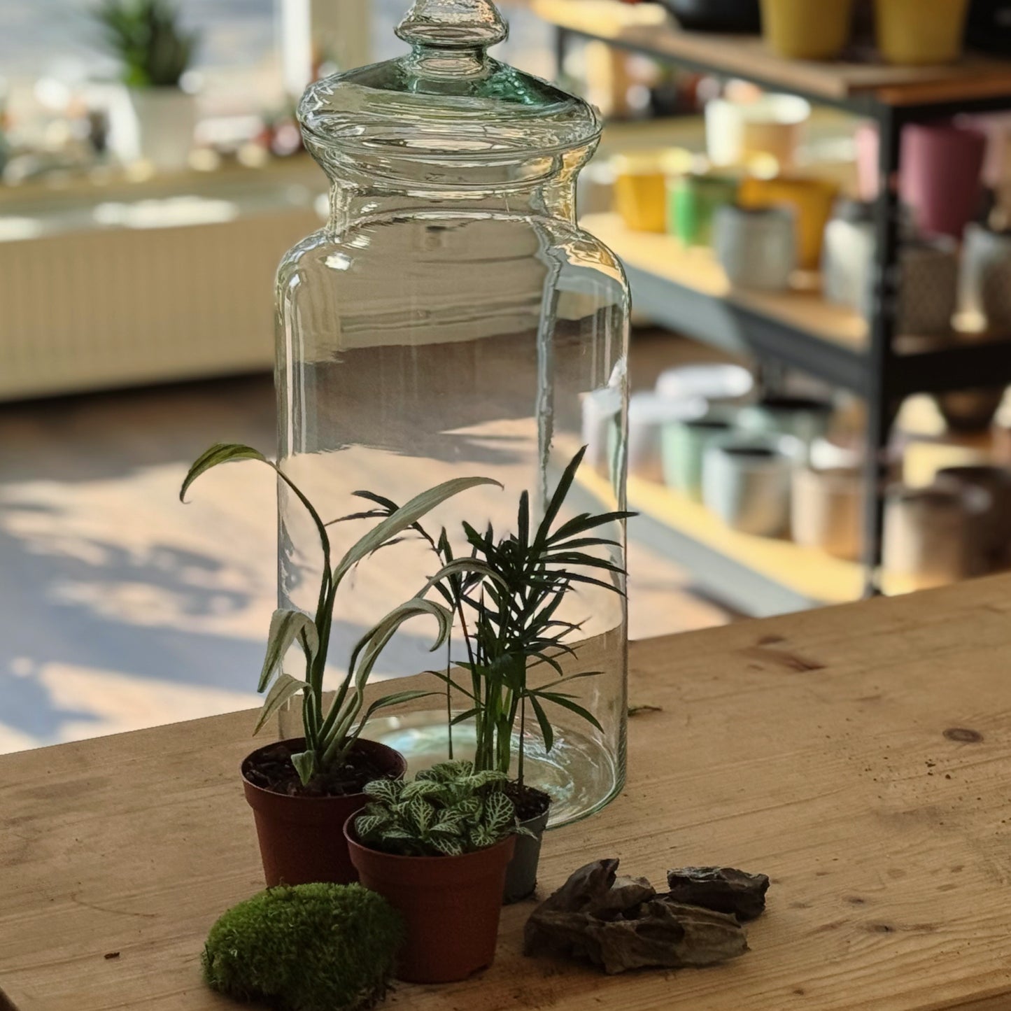Flaschengarten DIY Set No90 Rarität -   Epipremnum amplissimum 'Albo Variegata' x Chamaedorea elegans x Fittonia 'Bianco Verde'
