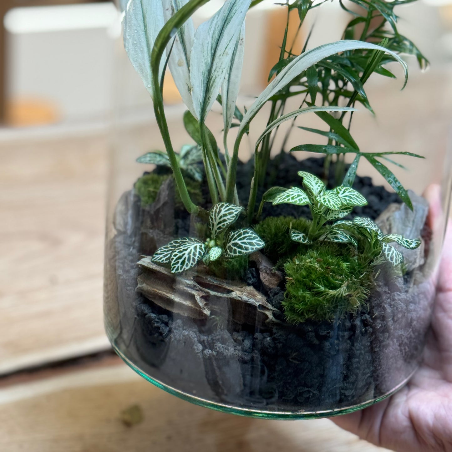 Flaschengarten DIY Set No90 Rarität -   Epipremnum amplissimum 'Albo Variegata' x Chamaedorea elegans x Fittonia 'Bianco Verde'