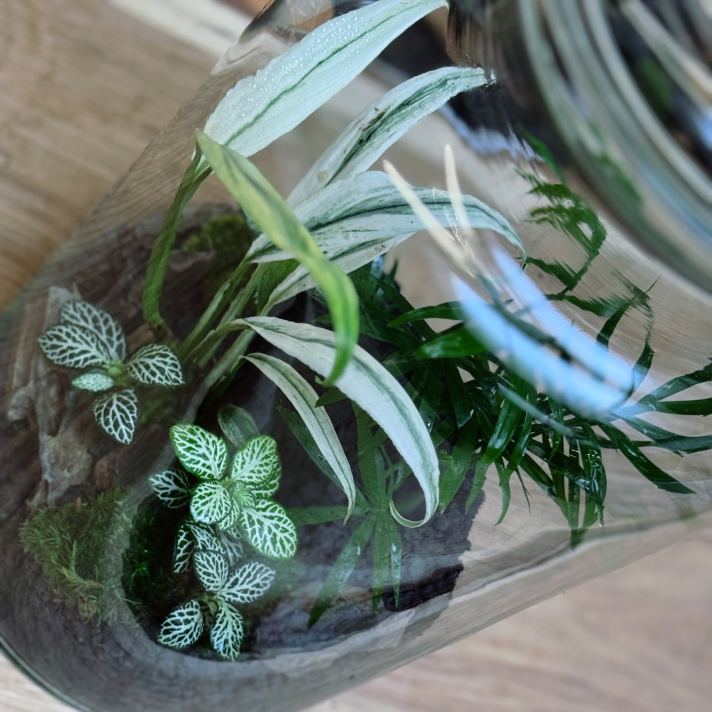 Flaschengarten DIY Set No90 Rarität -   Epipremnum amplissimum 'Albo Variegata' x Chamaedorea elegans x Fittonia 'Bianco Verde'