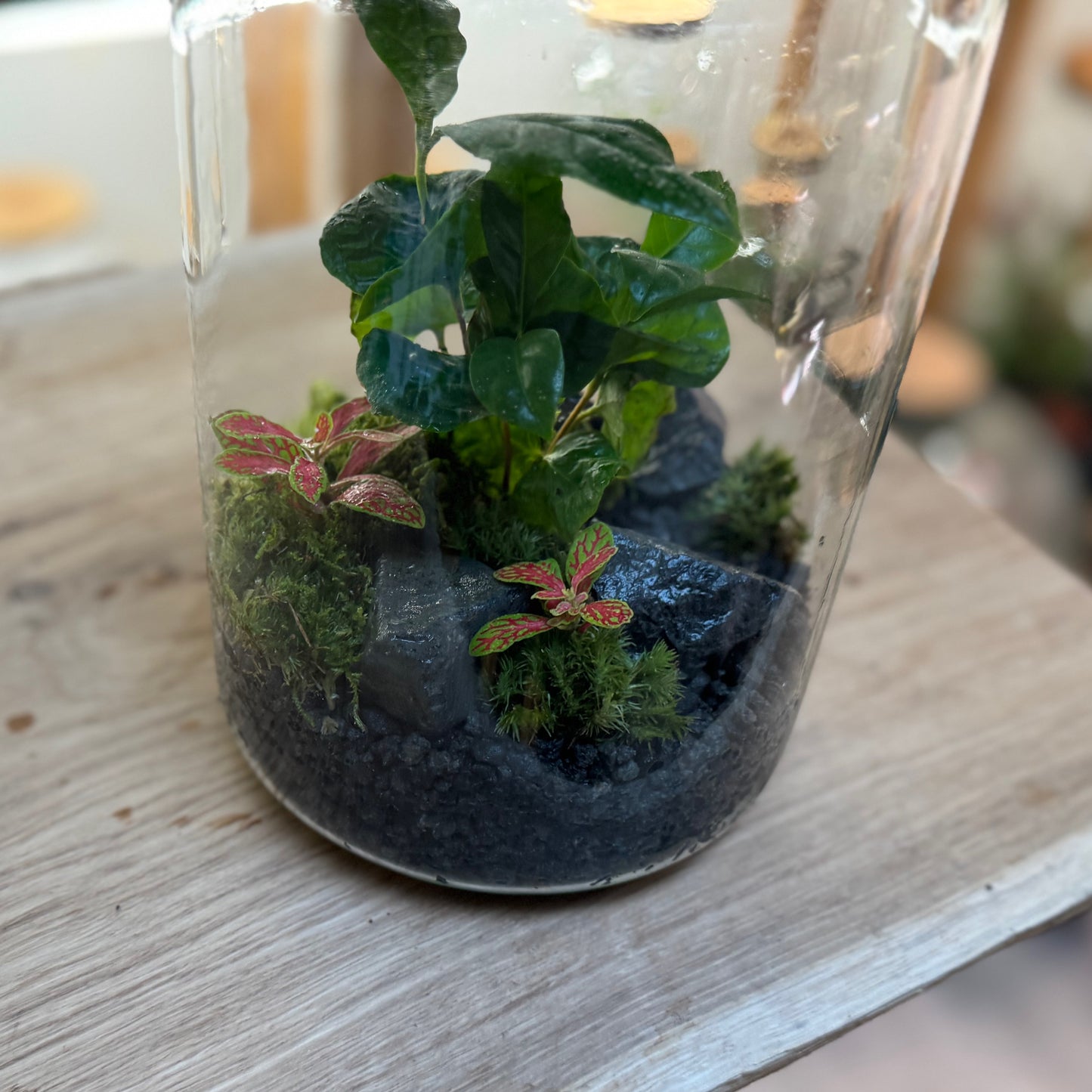 Flaschengarten DIY Set No91 - Coffea arabica x Fittonia 'Mosaik Skeleton'