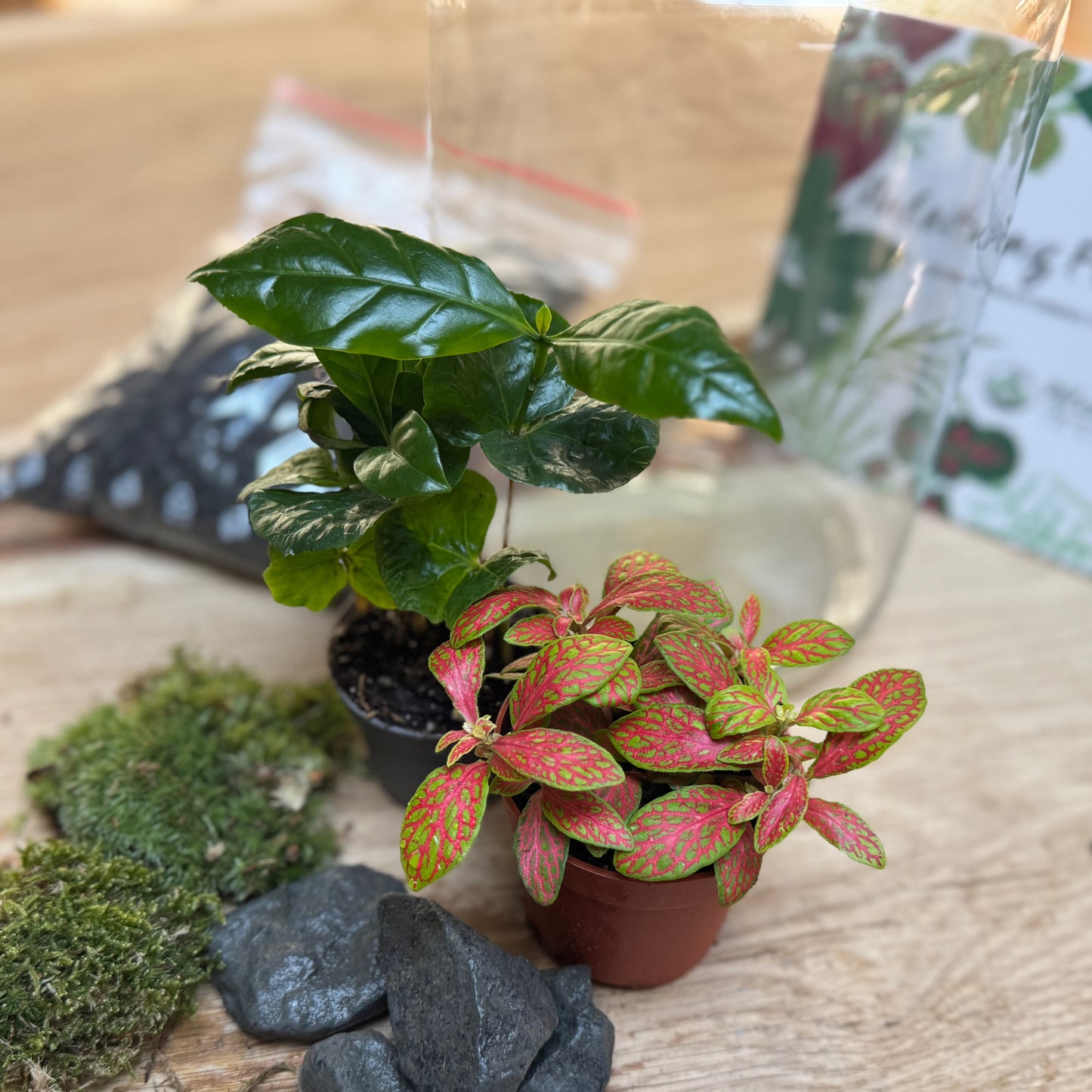 Flaschengarten DIY Set No91 - Coffea arabica x Fittonia 'Mosaik Skeleton'