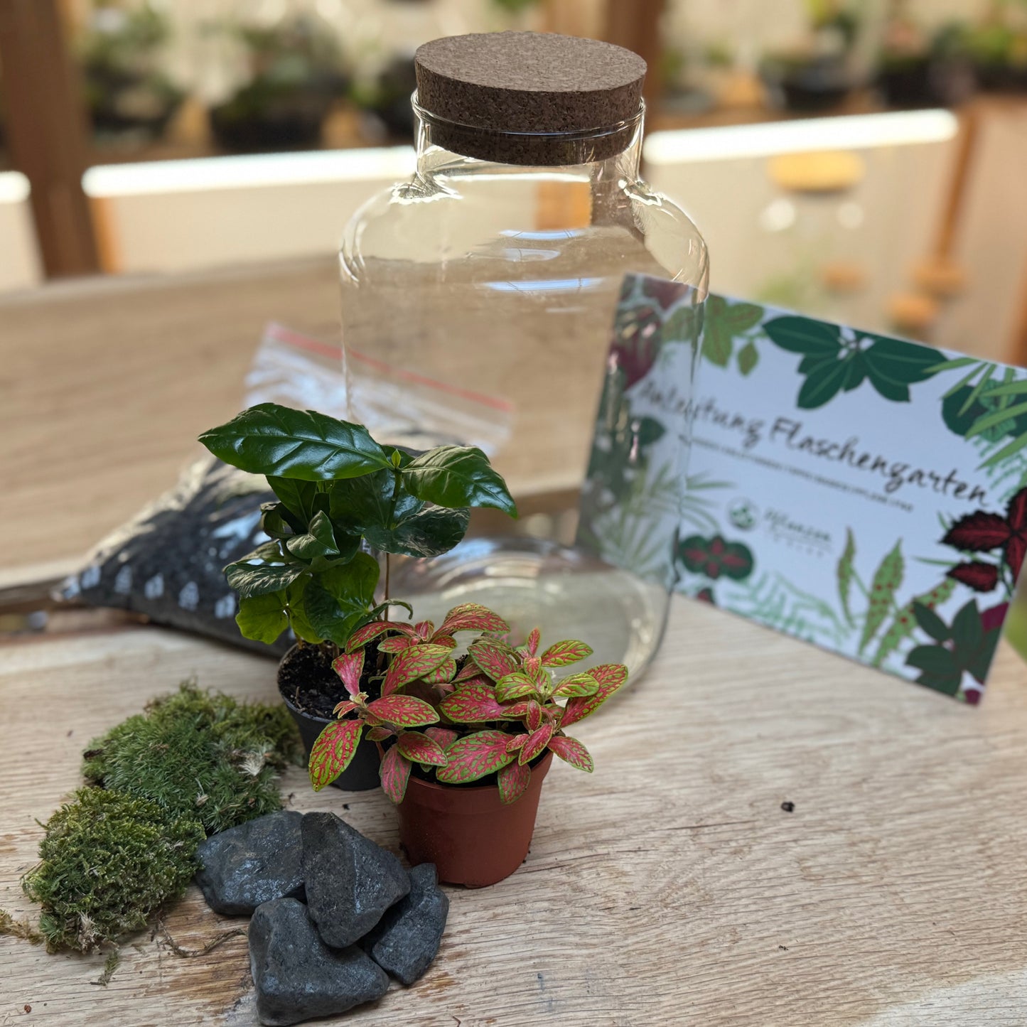 Flaschengarten DIY Set No91 - Coffea arabica x Fittonia 'Mosaik Skeleton'