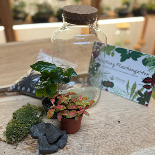 Flaschengarten DIY Set No91 - Coffea arabica x Fittonia 'Mosaik Skeleton'