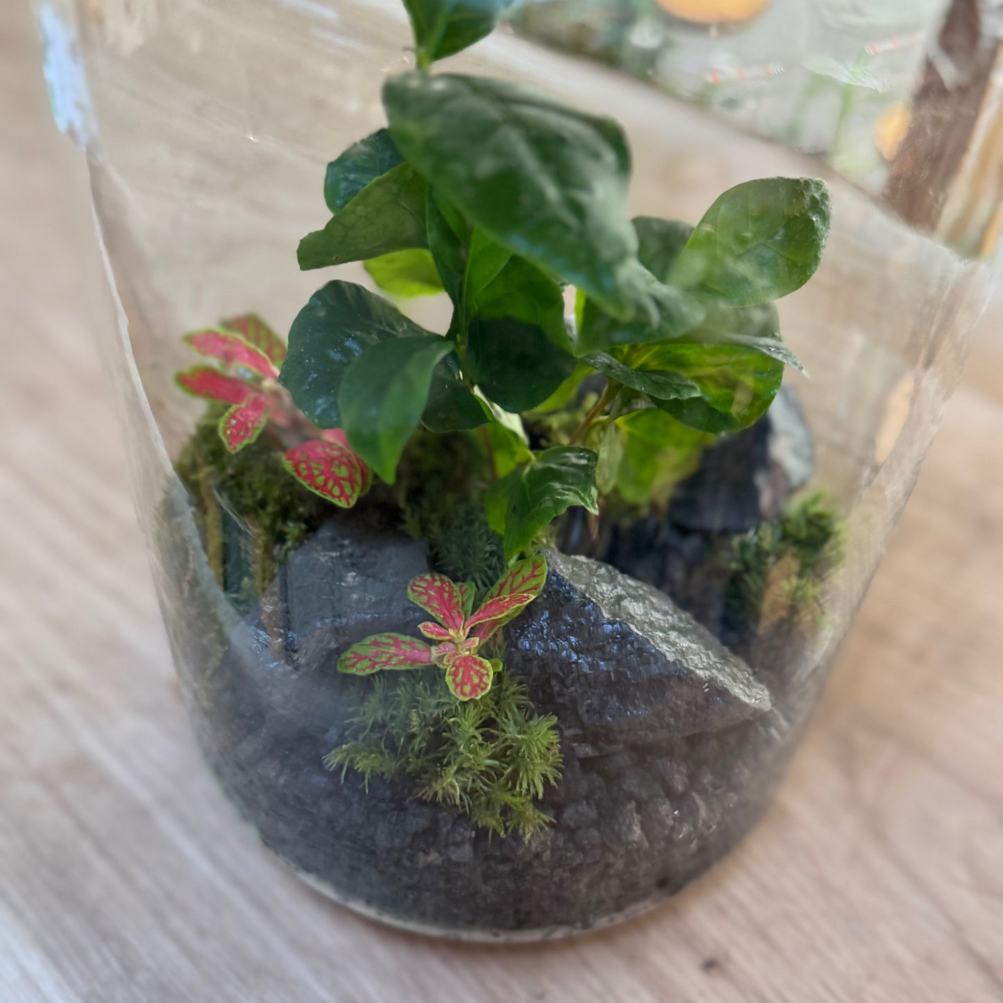 Flaschengarten DIY Set No91 - Coffea arabica x Fittonia 'Mosaik Skeleton'