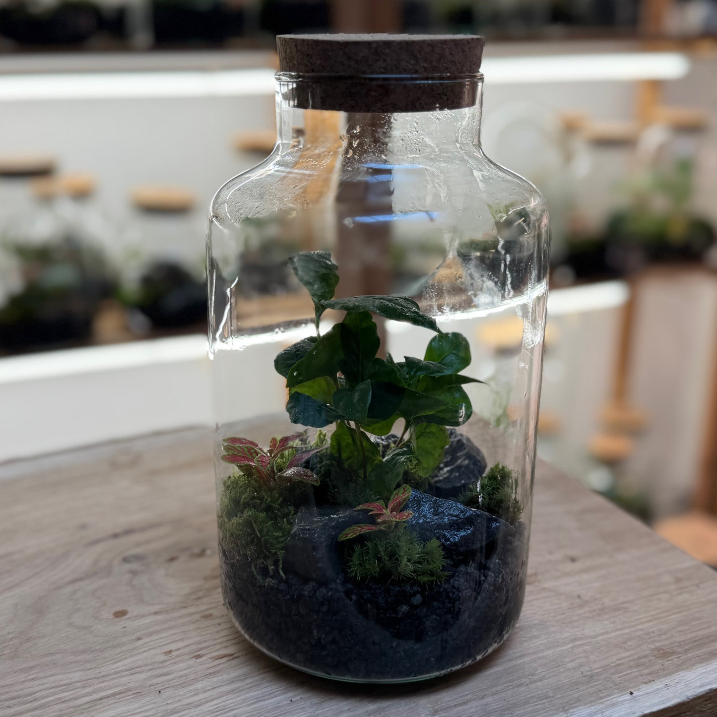 Flaschengarten DIY Set No91 - Coffea arabica x Fittonia 'Mosaik Skeleton'