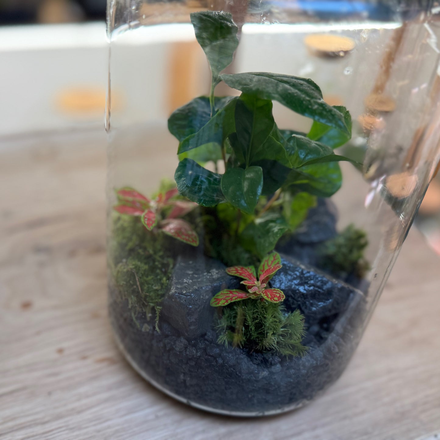 Flaschengarten DIY Set No91 - Coffea arabica x Fittonia 'Mosaik Skeleton'