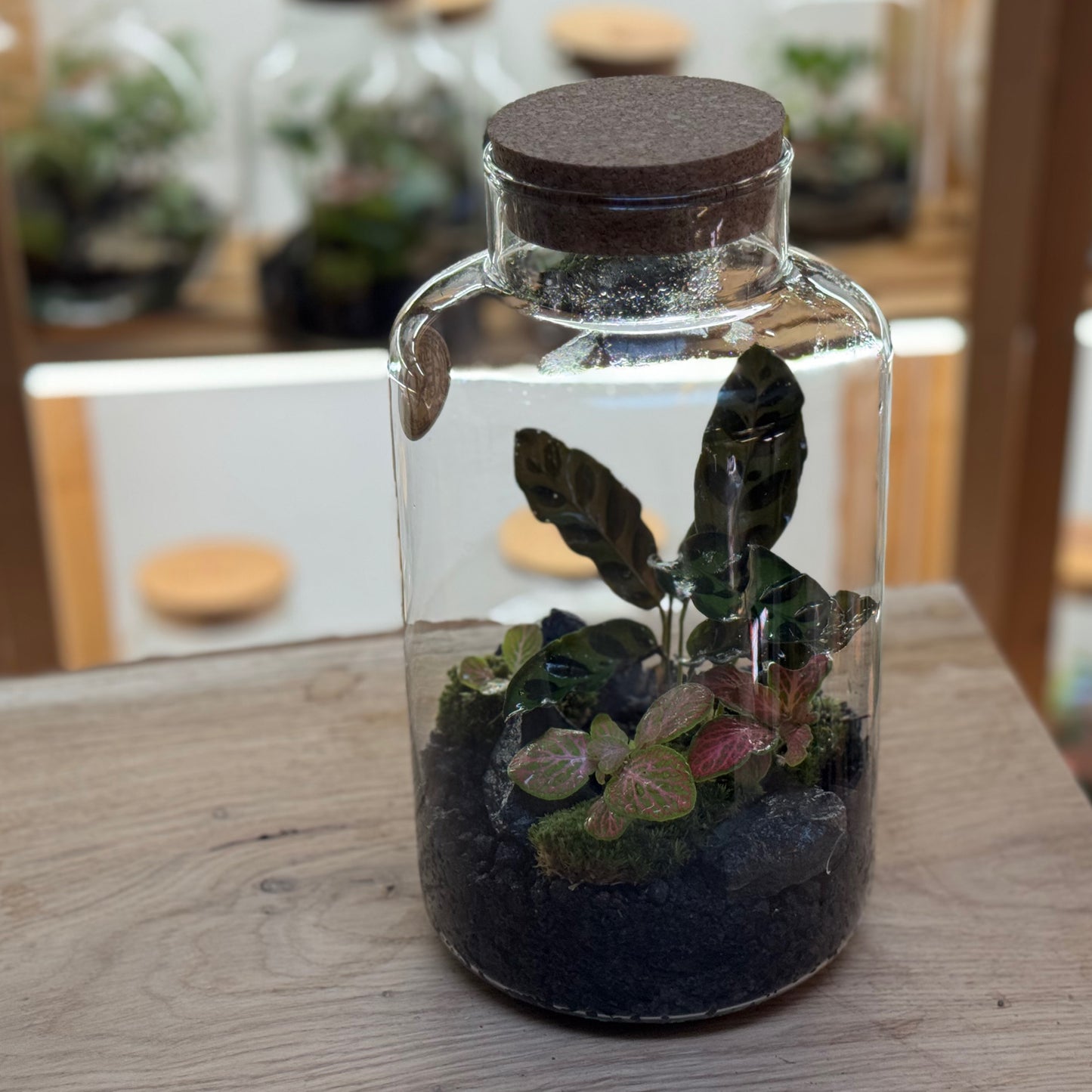 Flaschengarten DIY Set No92 - Calathea lancifolia x Fittonia 'Salmon Ruby Lime'
