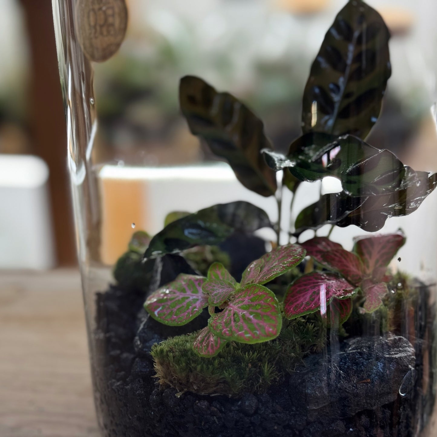 Flaschengarten DIY Set No92 - Calathea lancifolia x Fittonia 'Salmon Ruby Lime'