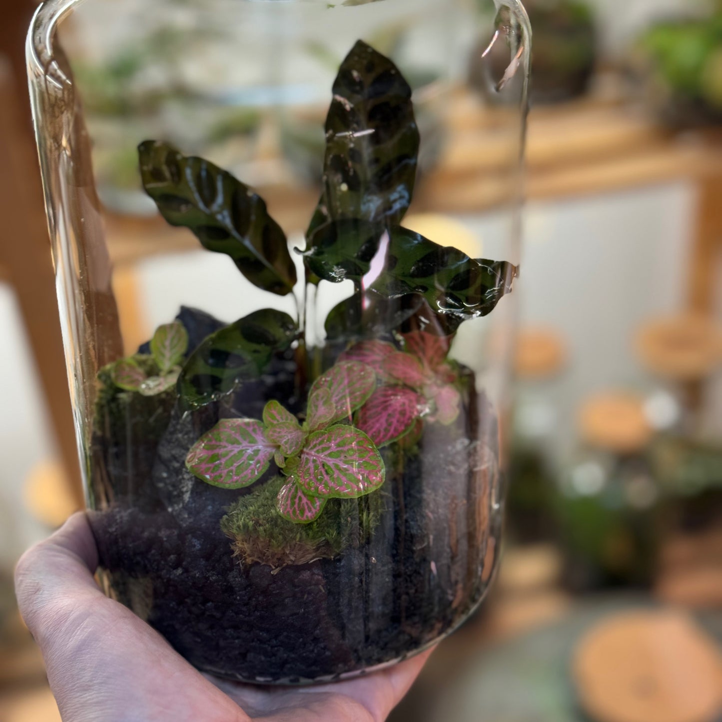 Flaschengarten DIY Set No92 - Calathea lancifolia x Fittonia 'Salmon Ruby Lime'