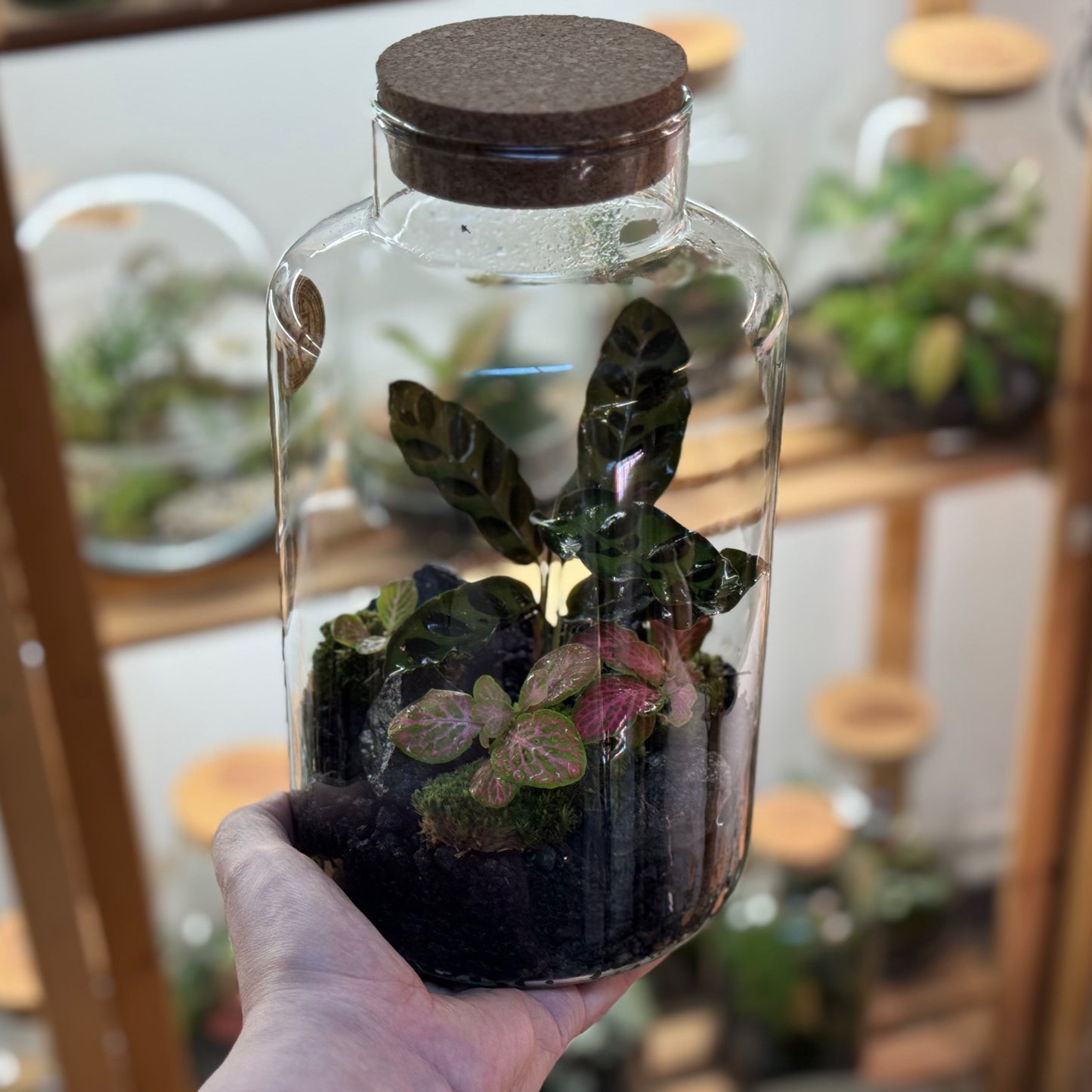 Flaschengarten DIY Set No92 - Calathea lancifolia x Fittonia 'Salmon Ruby Lime'