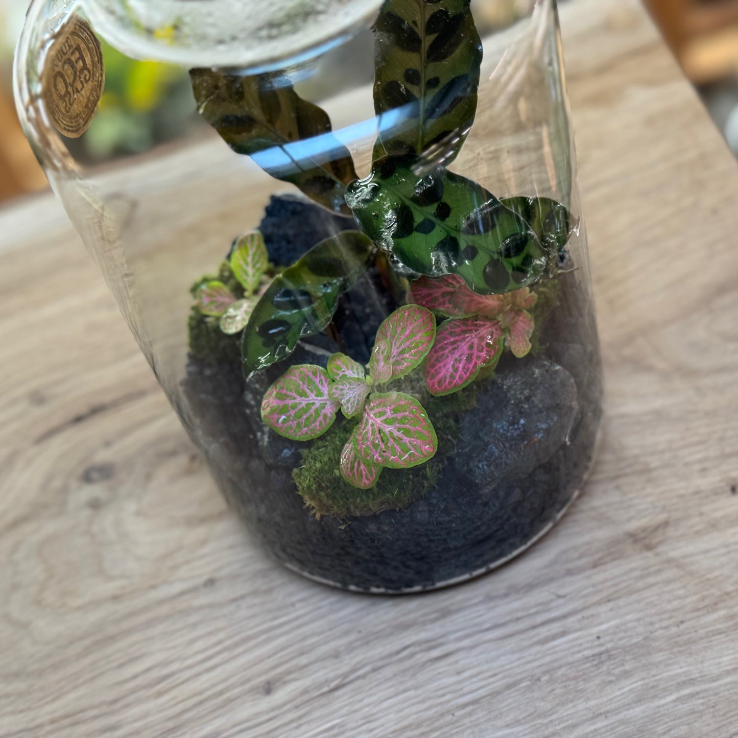 Flaschengarten DIY Set No92 - Calathea lancifolia x Fittonia 'Salmon Ruby Lime'