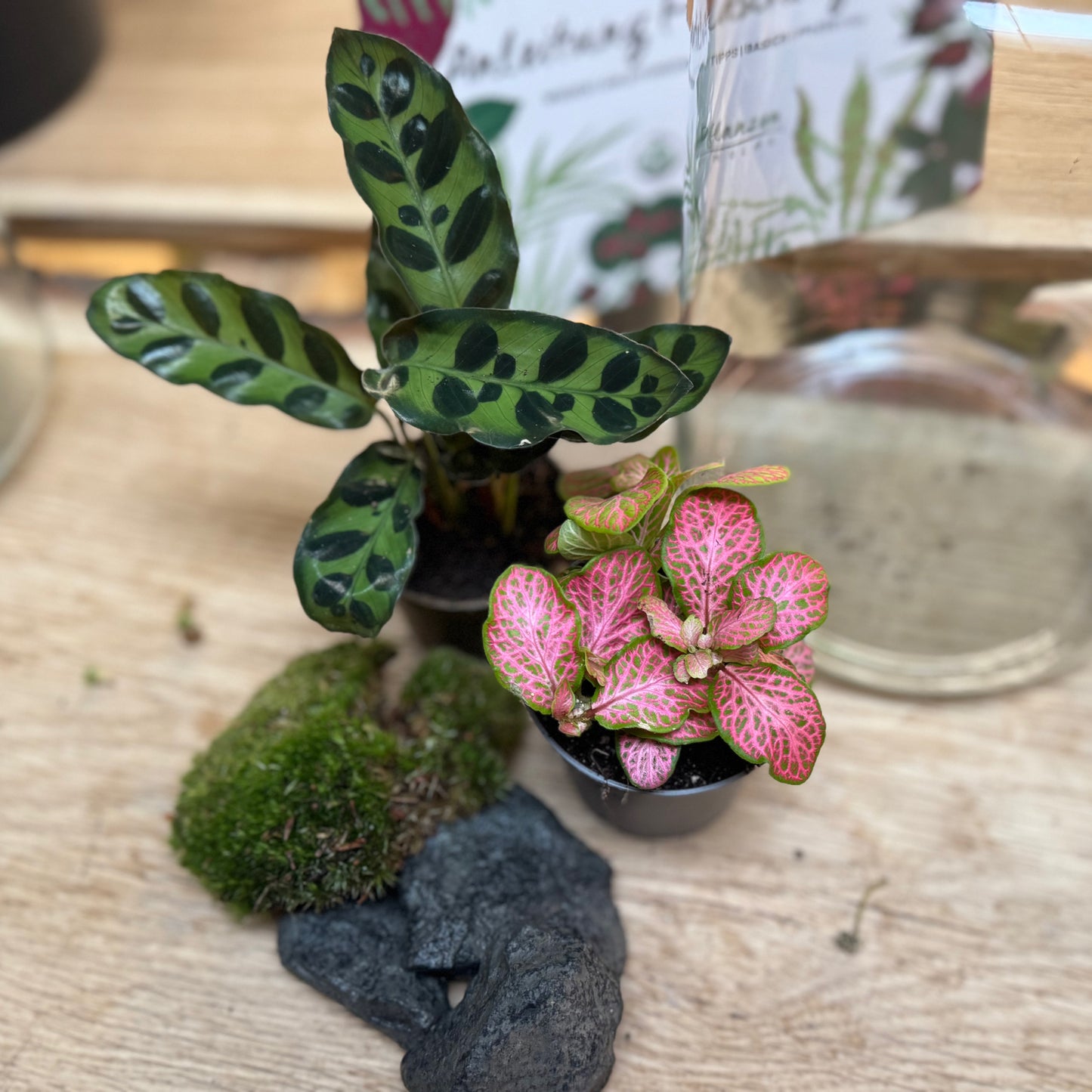 Flaschengarten DIY Set No92 - Calathea lancifolia x Fittonia 'Salmon Ruby Lime'