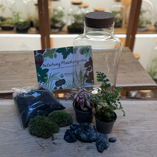 Flaschengarten DIY Set No93 - Didymochlaena truncatula x Fittonia 'Zalm Forest Flame'