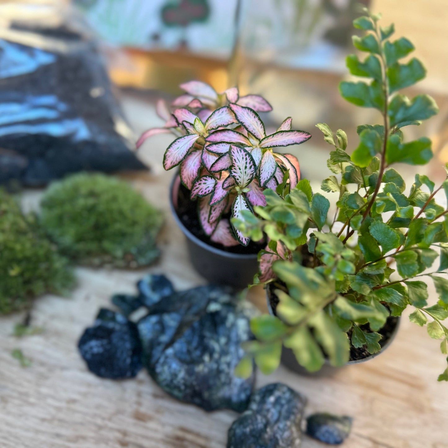 Flaschengarten DIY Set No93 - Didymochlaena truncatula x Fittonia 'Zalm Forest Flame'
