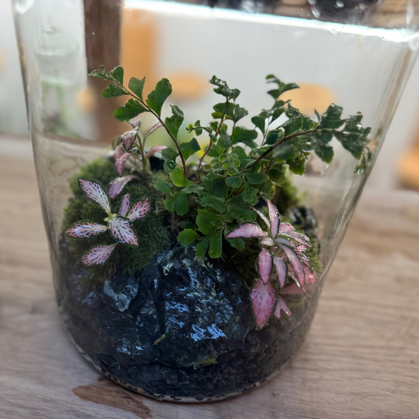 Flaschengarten DIY Set No93 - Didymochlaena truncatula x Fittonia 'Zalm Forest Flame'