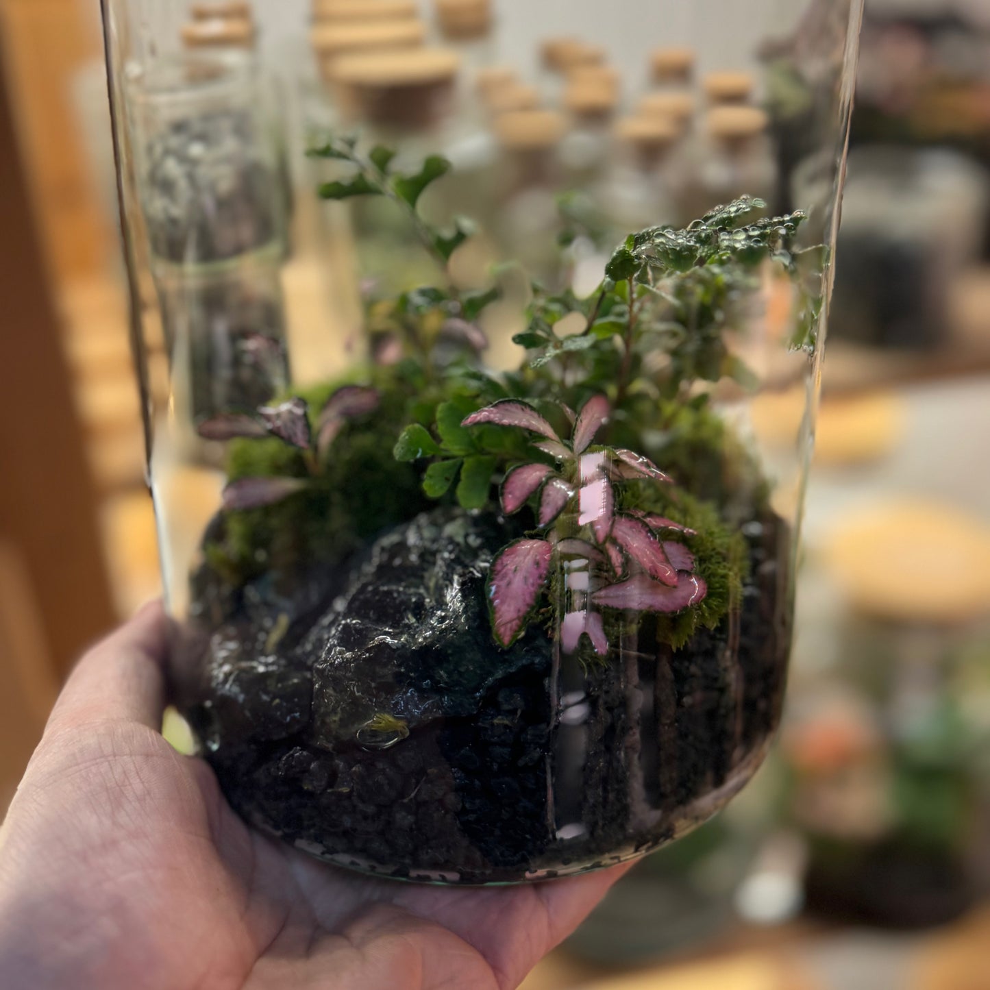 Flaschengarten DIY Set No93 - Didymochlaena truncatula x Fittonia 'Zalm Forest Flame'