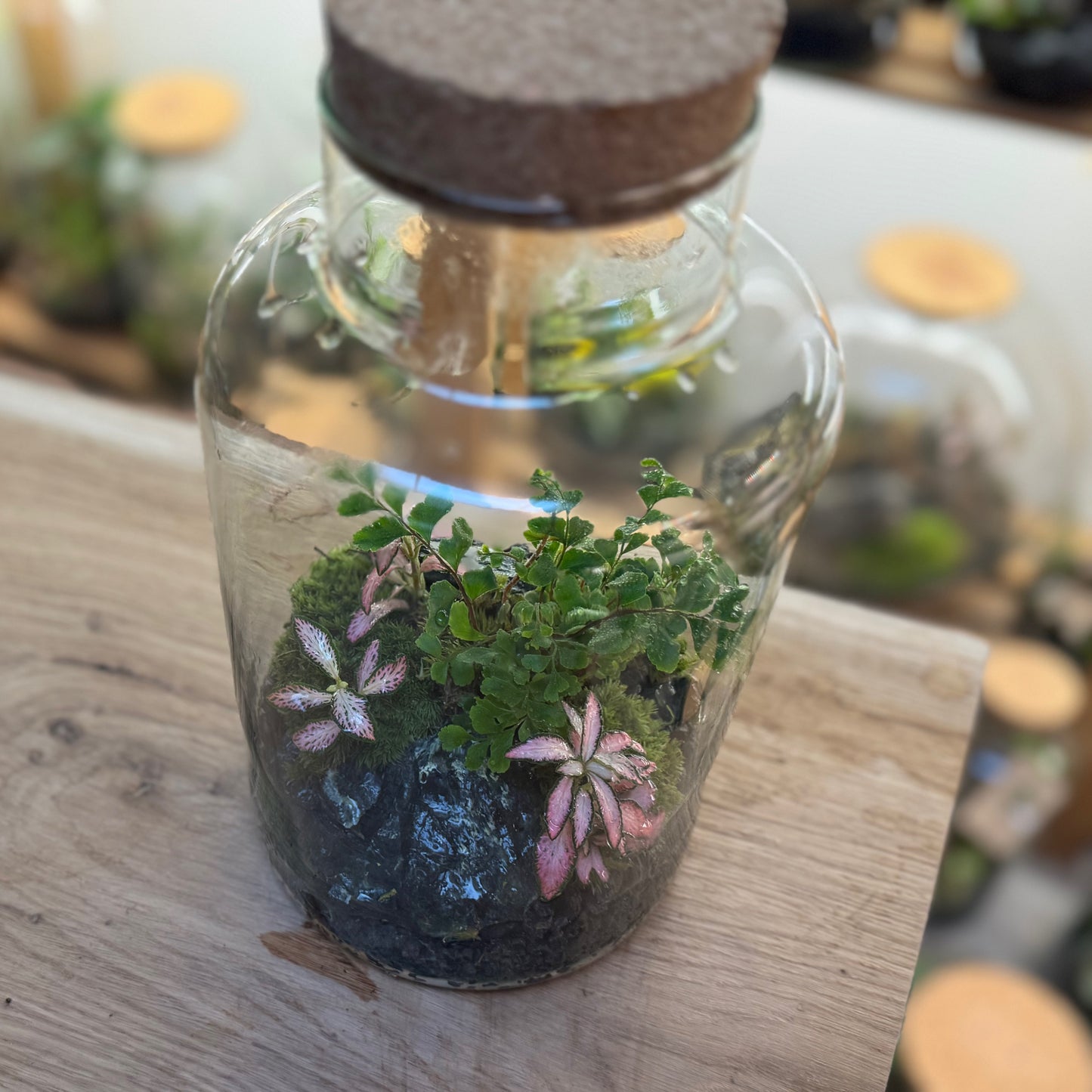 Flaschengarten DIY Set No93 - Didymochlaena truncatula x Fittonia 'Zalm Forest Flame'
