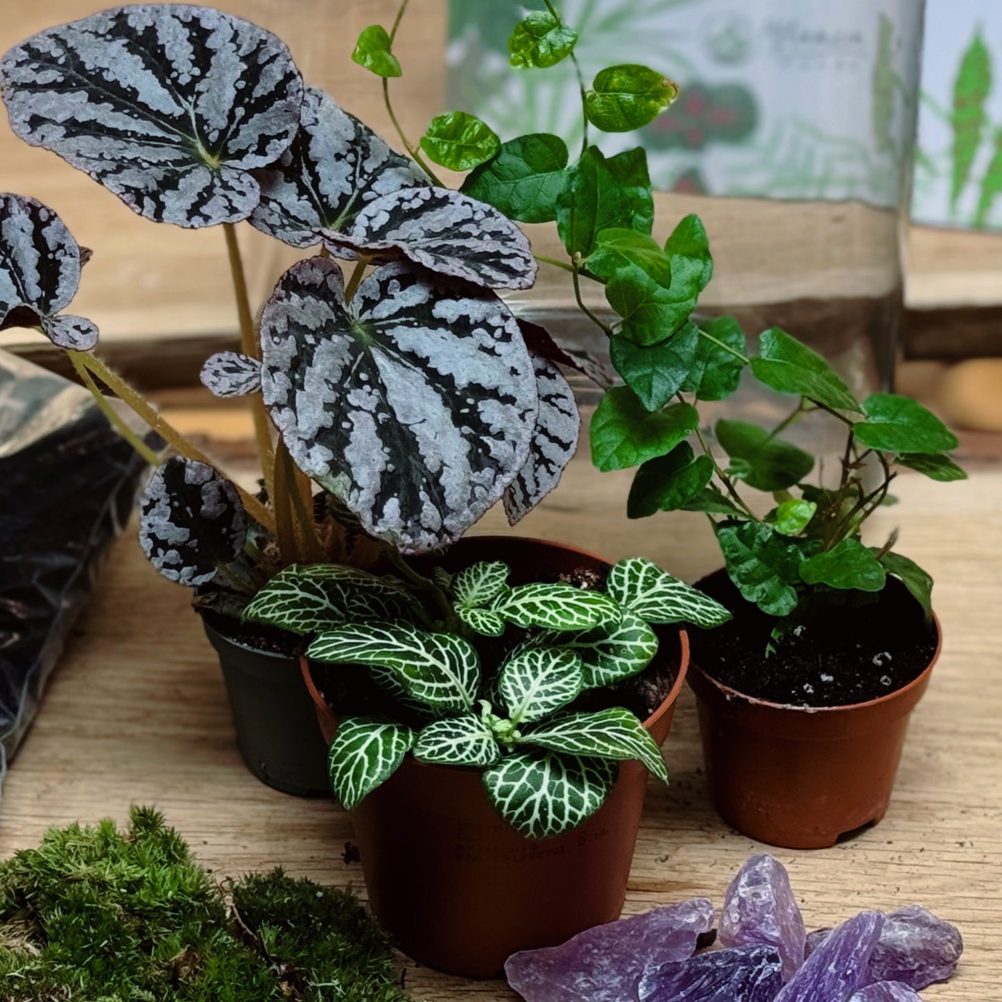 Flaschengarten DIY Set No94 - Begonia 'Spirit of Bali'  x Ficus pumila 'Arina' x Fittonia 'Bianco Verde'
