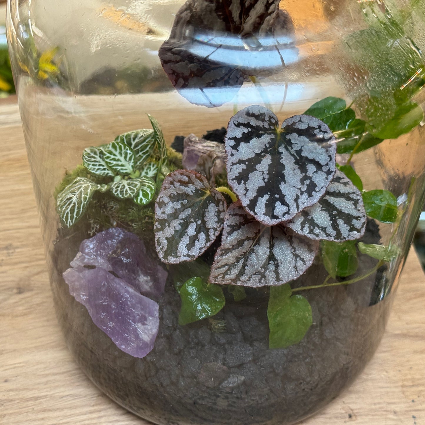 Flaschengarten DIY Set No94 - Begonia 'Spirit of Bali'  x Ficus pumila 'Arina' x Fittonia 'Bianco Verde'