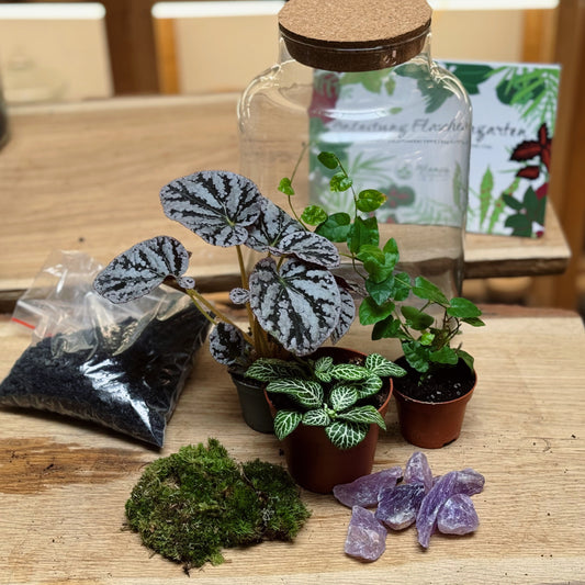 Flaschengarten DIY Set No94 - Begonia 'Spirit of Bali'  x Ficus pumila 'Arina' x Fittonia 'Bianco Verde'