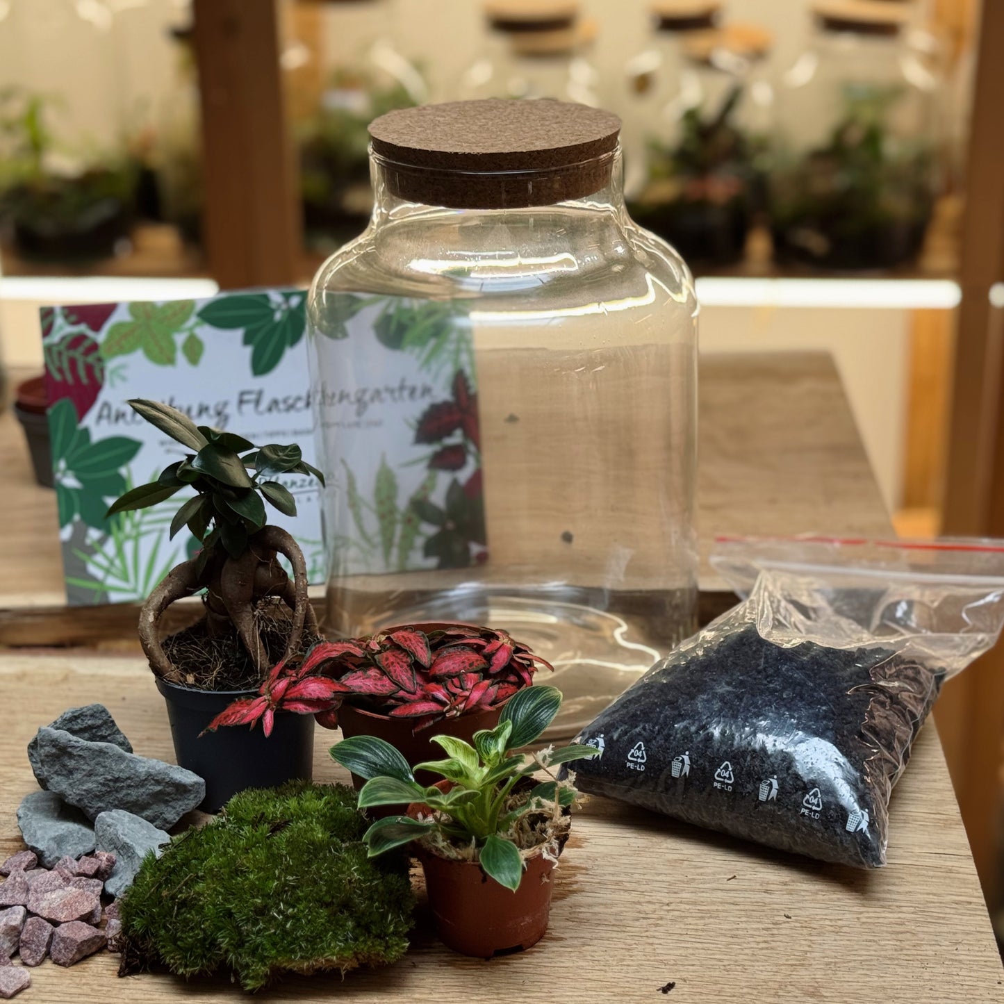 Flaschengarten DIY Set No95 - Ficus microcarpa 'Ginseng' x Philodendron sp. 'Birkin' x Fittonia 'Forest Flame'