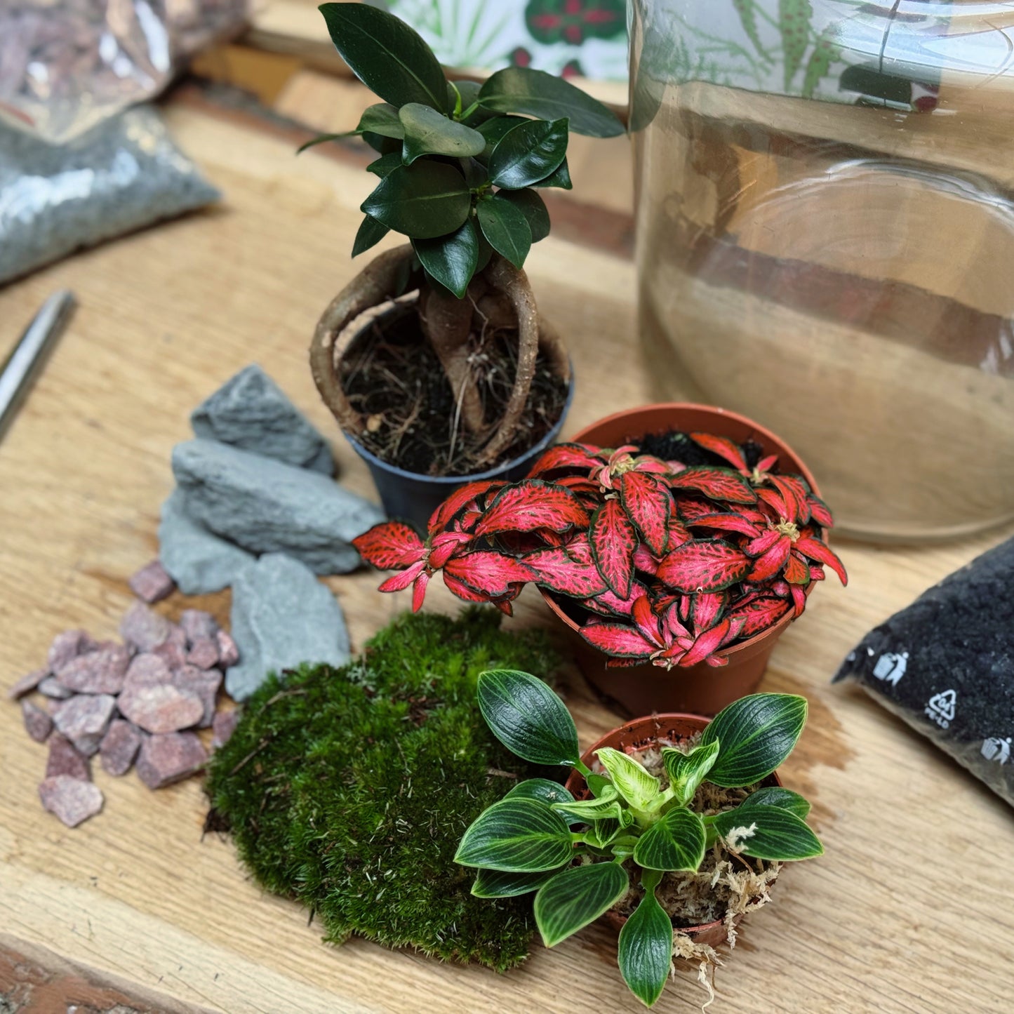 Flaschengarten DIY Set No95 - Ficus microcarpa 'Ginseng' x Philodendron sp. 'Birkin' x Fittonia 'Forest Flame'