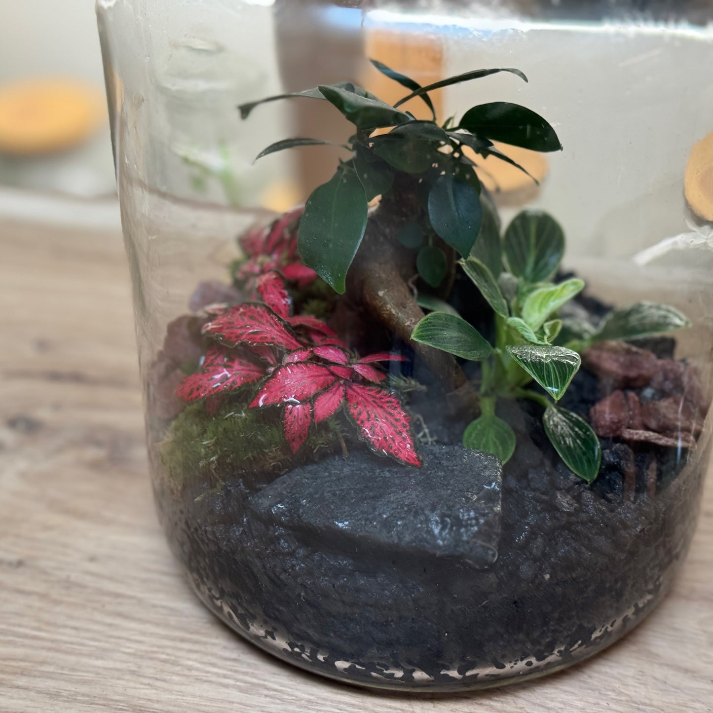 Flaschengarten DIY Set No95 - Ficus microcarpa 'Ginseng' x Philodendron sp. 'Birkin' x Fittonia 'Forest Flame'