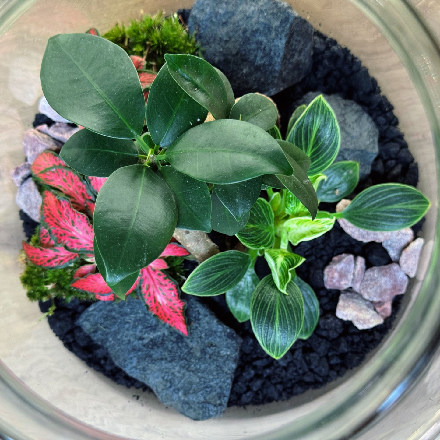 Flaschengarten DIY Set No95 - Ficus microcarpa 'Ginseng' x Philodendron sp. 'Birkin' x Fittonia 'Forest Flame'