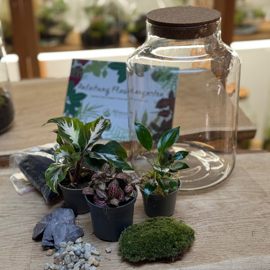 Flaschengarten DIY Set No96 - Calathea 'White Miracle' x Philodendron 'Green Princess' x Fittonia 'Mosaic Mistral'