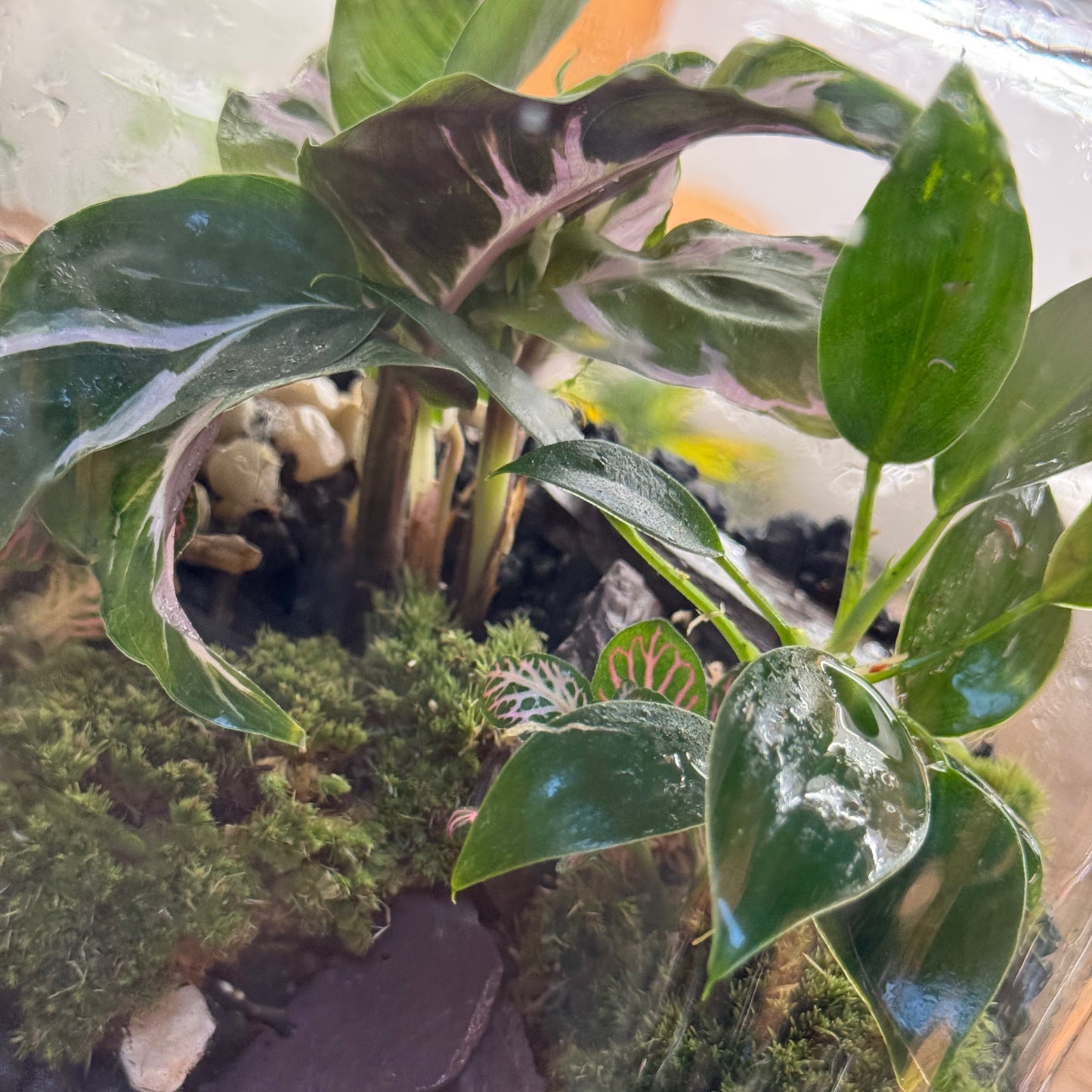 Flaschengarten DIY Set No96 - Calathea 'White Miracle' x Philodendron 'Green Princess' x Fittonia 'Mosaic Mistral'