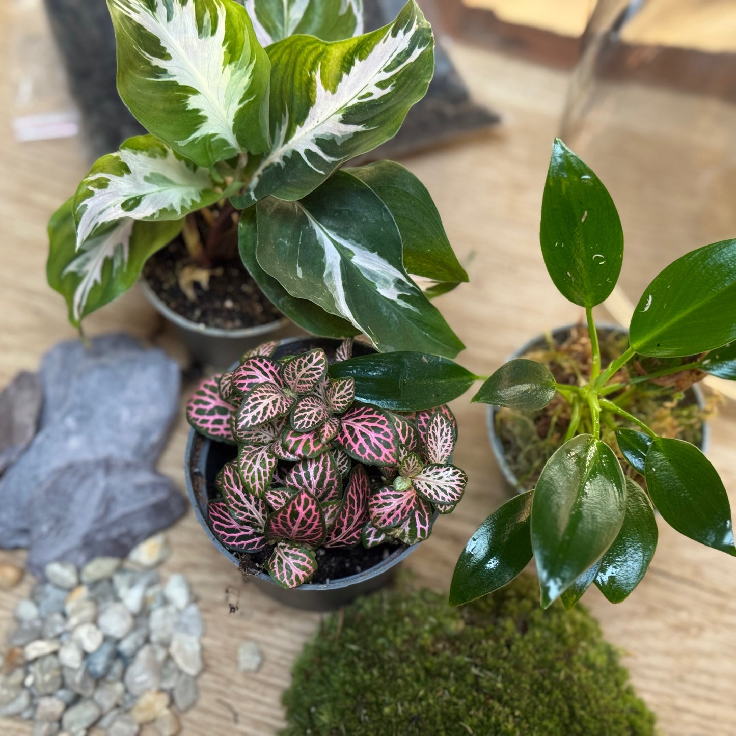 Flaschengarten DIY Set No96 - Calathea 'White Miracle' x Philodendron 'Green Princess' x Fittonia 'Mosaic Mistral'
