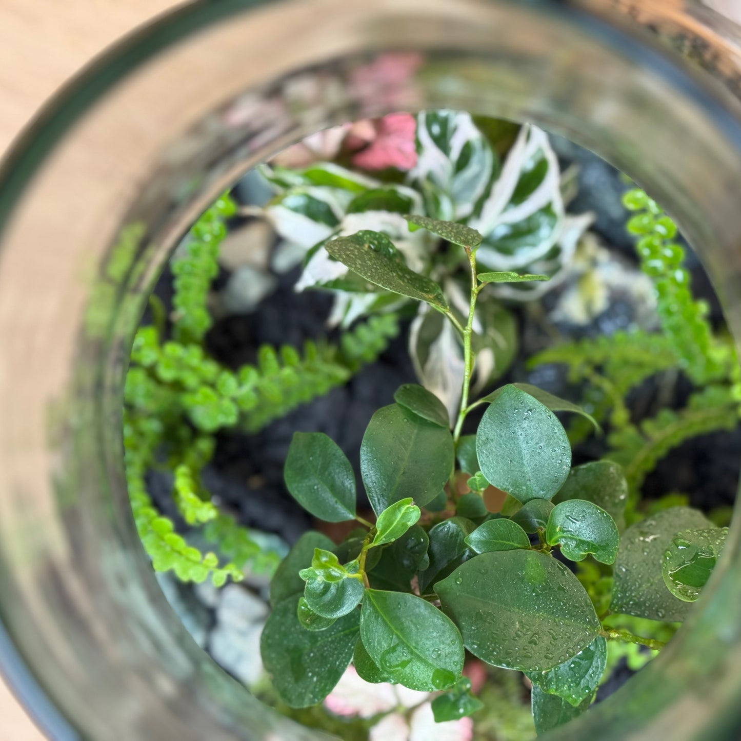 Flaschengarten DIY Set No97 - Ficus 'Ginseng' x Calathea 'White Miracle'  x Nephrolepis 'Duffii' x Fittonia  'Pink Tiger'