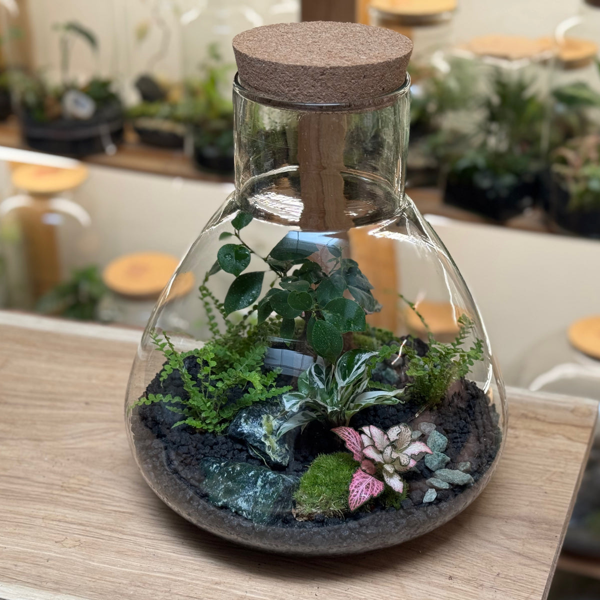Flaschengarten-DIY-Set – dein Stück Urwald fürs Wohnzimmer – pflanzen ...