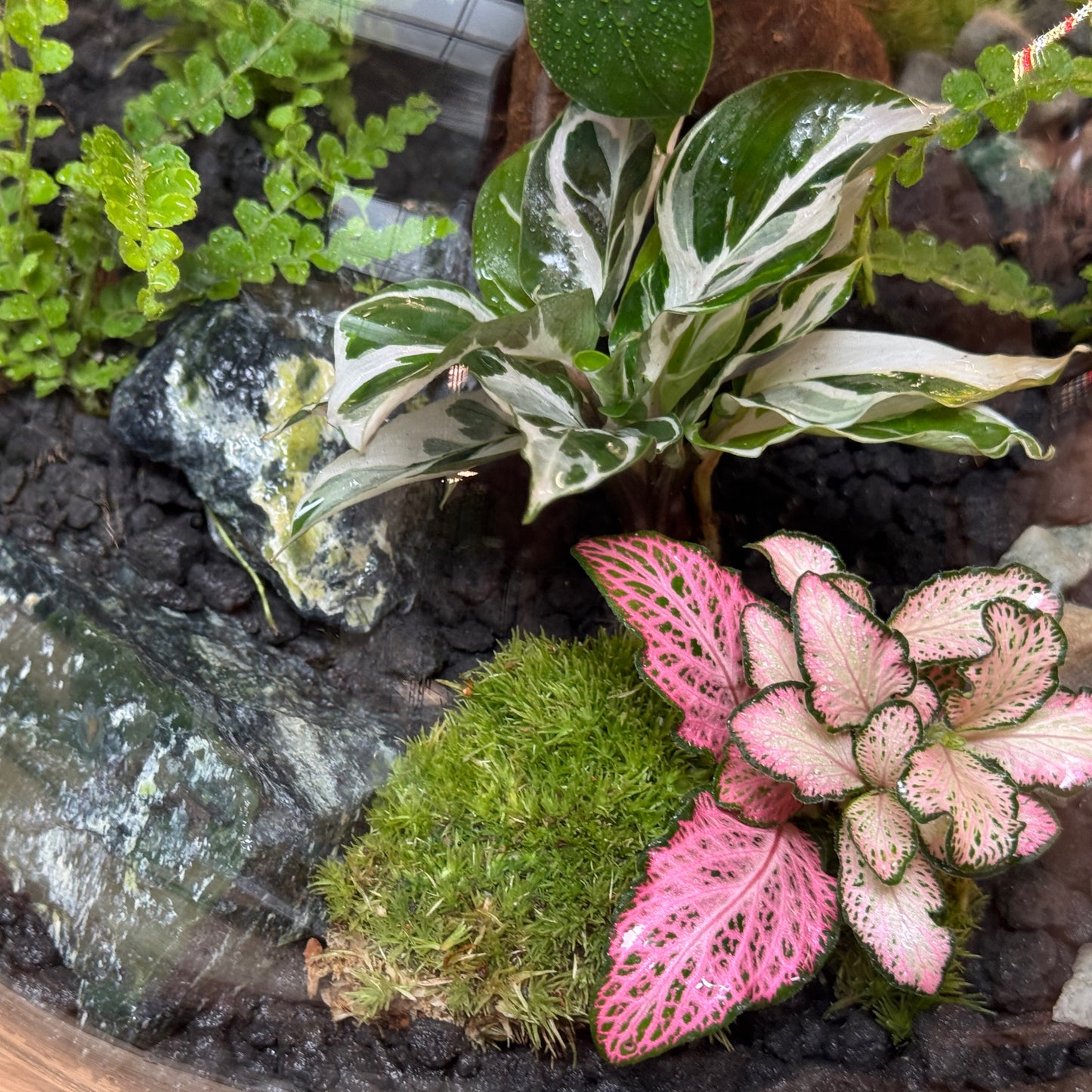 Flaschengarten DIY Set No97 - Ficus 'Ginseng' x Calathea 'White Miracle'  x Nephrolepis 'Duffii' x Fittonia  'Pink Tiger'
