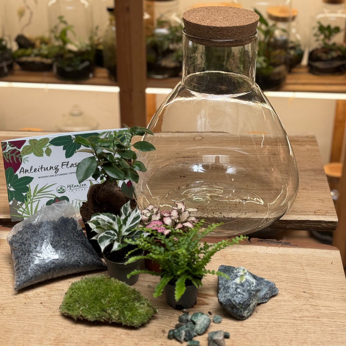 Flaschengarten DIY Set No97 - Ficus 'Ginseng' x Calathea 'White Miracle'  x Nephrolepis 'Duffii' x Fittonia  'Pink Tiger'