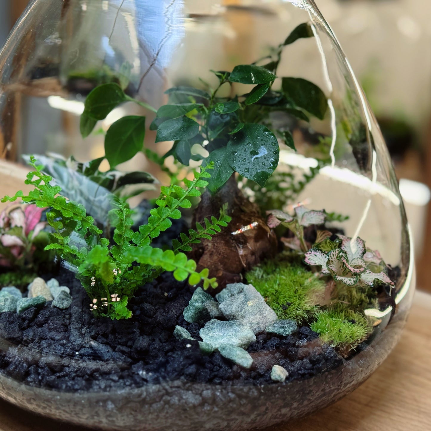 Flaschengarten DIY Set No97 - Ficus 'Ginseng' x Calathea 'White Miracle'  x Nephrolepis 'Duffii' x Fittonia  'Pink Tiger'